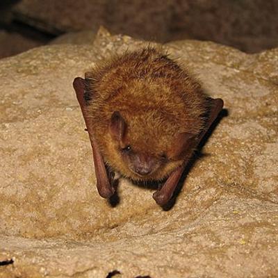 🌖 Pipistrelle Bat 🦇's avatar